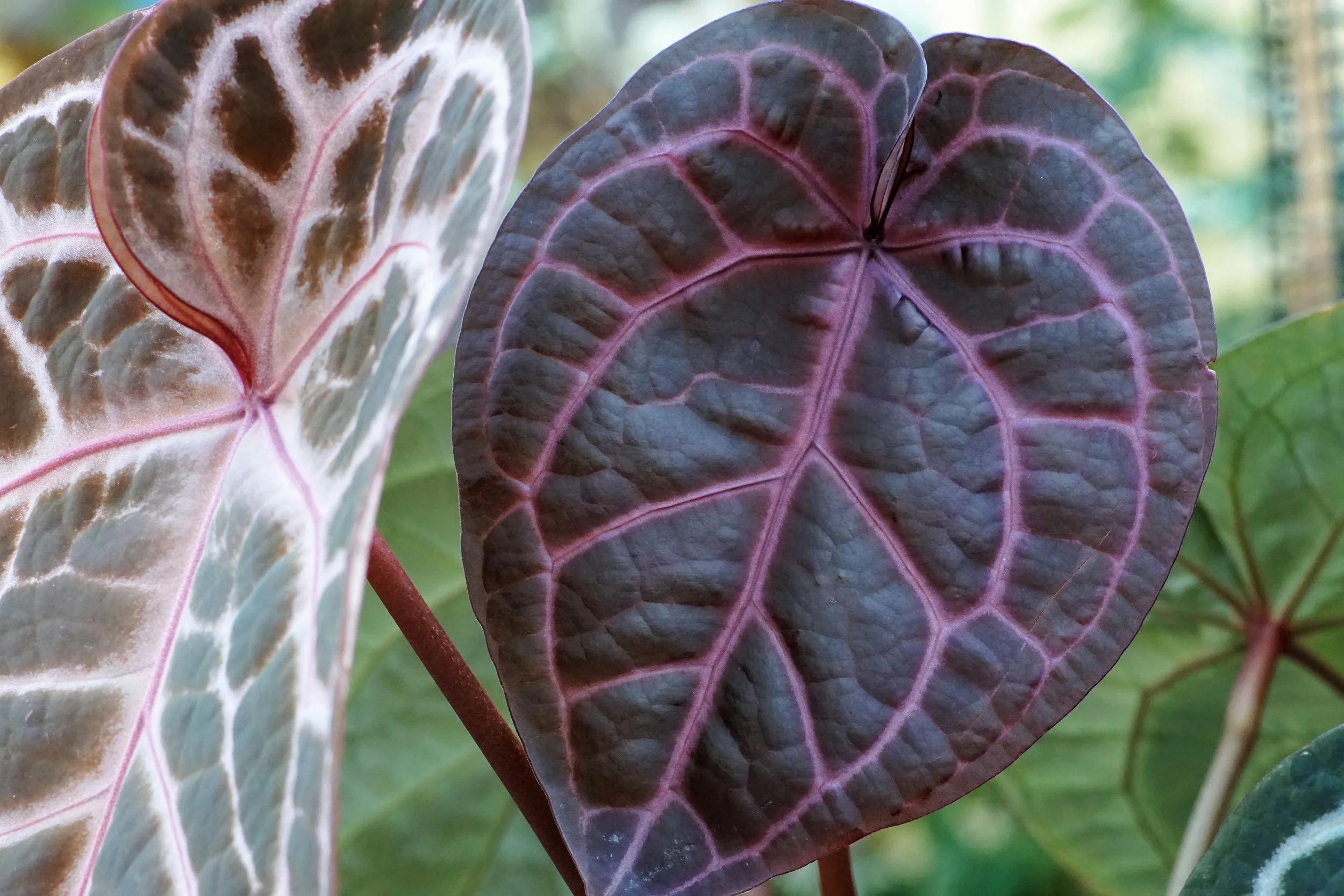 Plant Moms — Crimson Roots Nursery